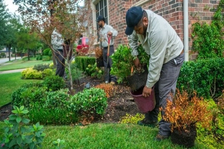 Picture of three Landscape Contractors installing new plants in the flower beds